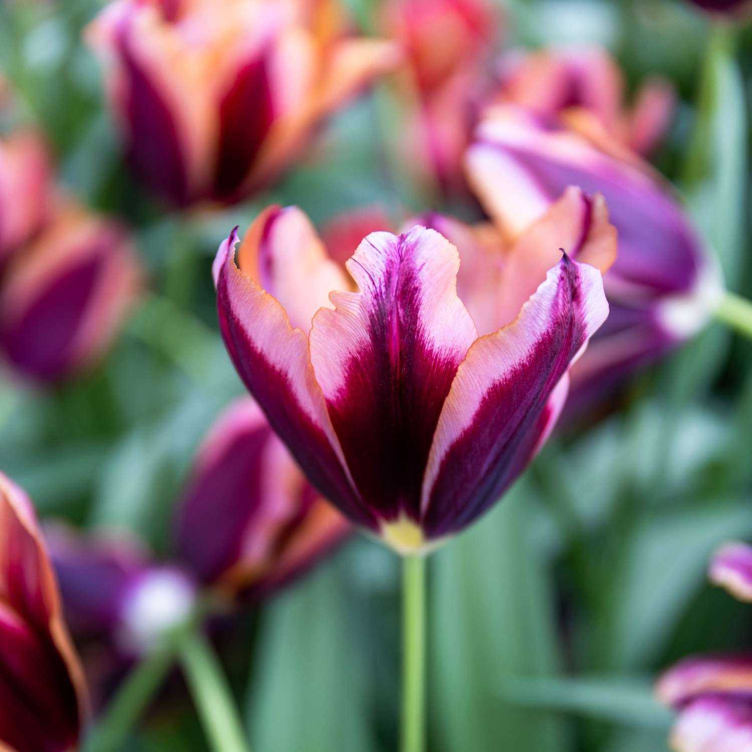 Tulppaani 'Slawa'